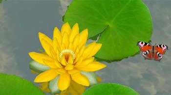 Lotus 3D Android Wallpaper Image 3