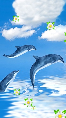 Dolphins Android Wallpaper Image 2