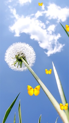 Dandelion Android Wallpaper Image 3