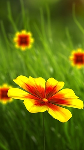 Flower 360 3D Android Wallpaper Image 1