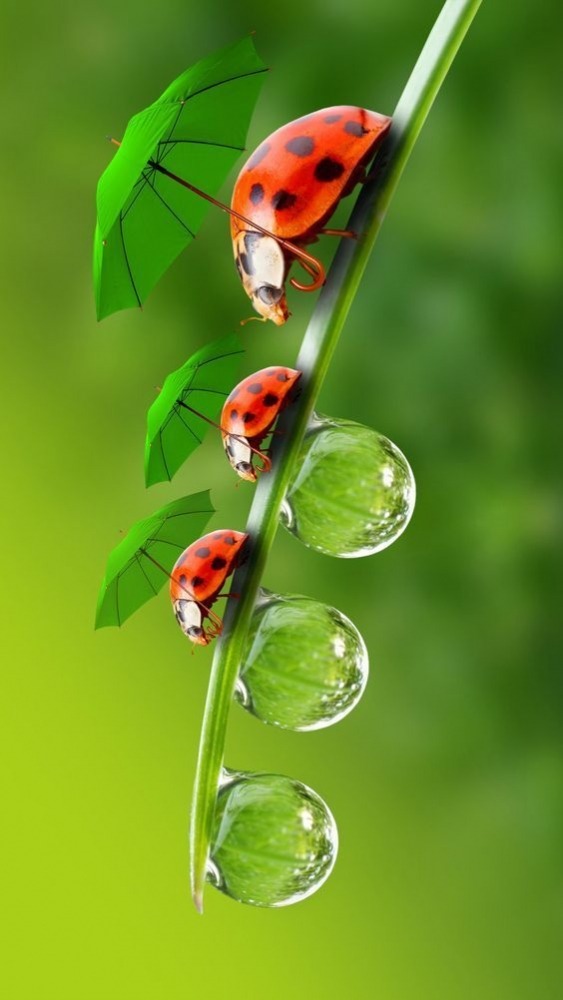 Ladybug Mobile Phone Wallpaper Image 1