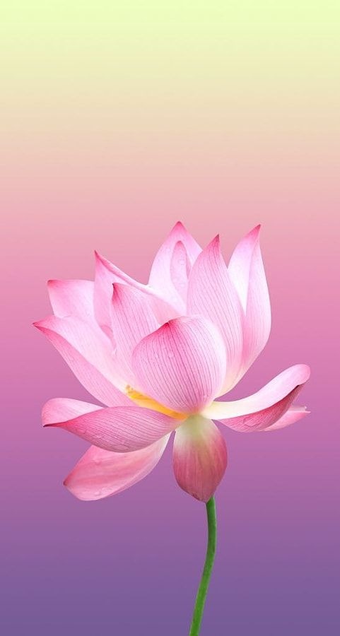 Pink Flower Mobile Phone Wallpaper Image 1