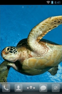 Sea Turtle Go Launcher Android Theme Image 1