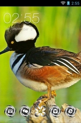 Hooded Merganser CLauncher Android Theme Image 1
