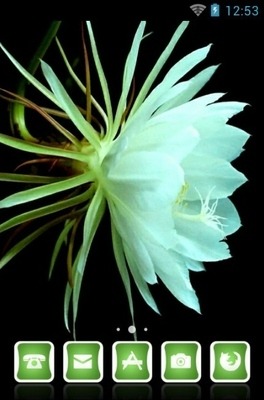 Pokok Bakawali CLauncher Android Theme Image 1