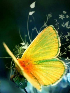 Butterfly