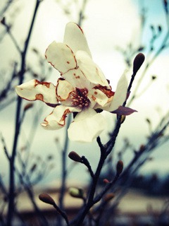 White Petals