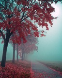 Fogy Road