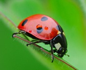 Lady Bird