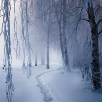 Winter Forest