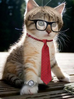 Intellectual Cat