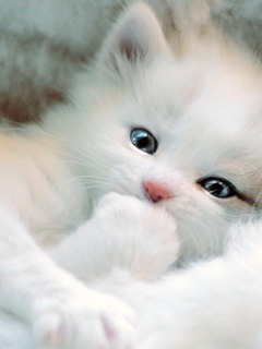 White Cat