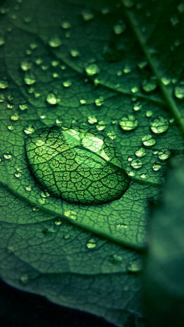 Green Drop