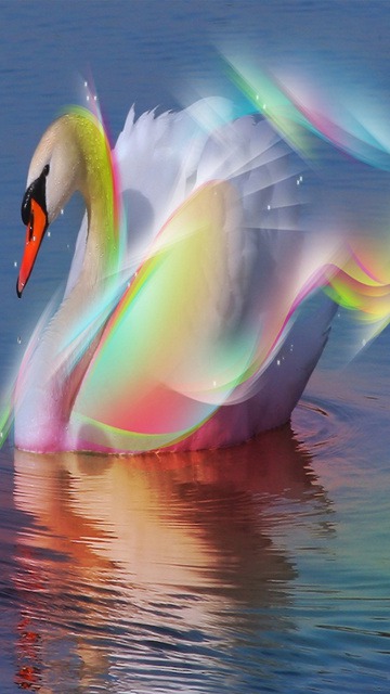 Swan