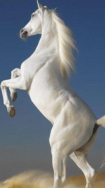 White Horse