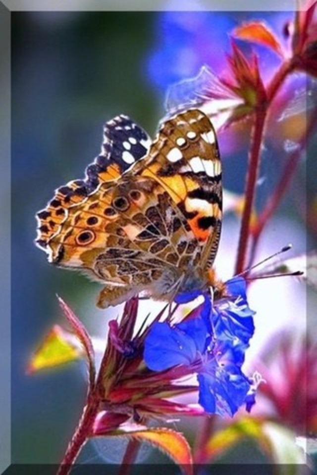 Butterfly