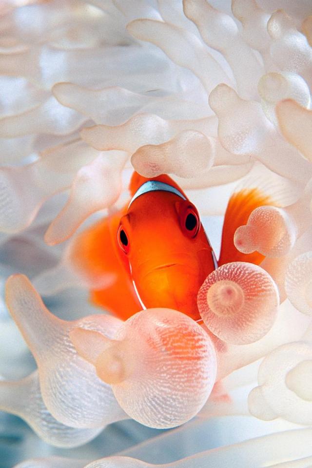 Clown Fish