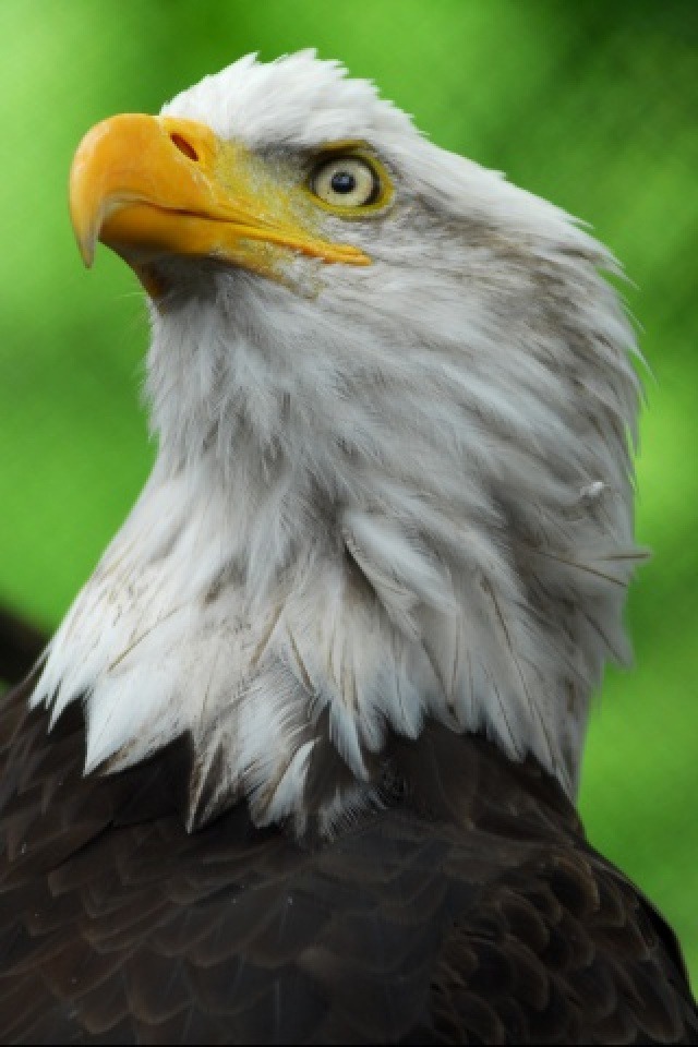 Eagle