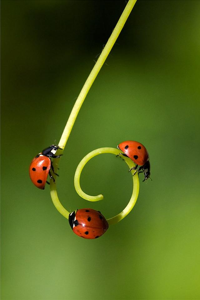 Ladybugs