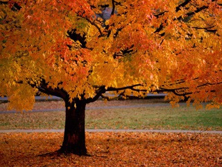 Autumn Tree