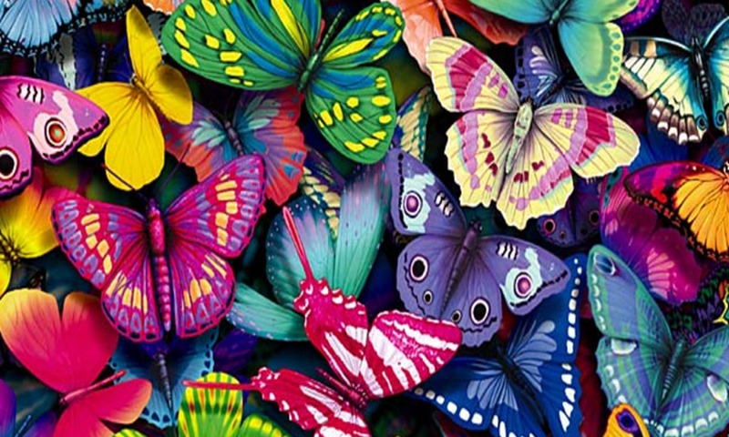 Butterflies