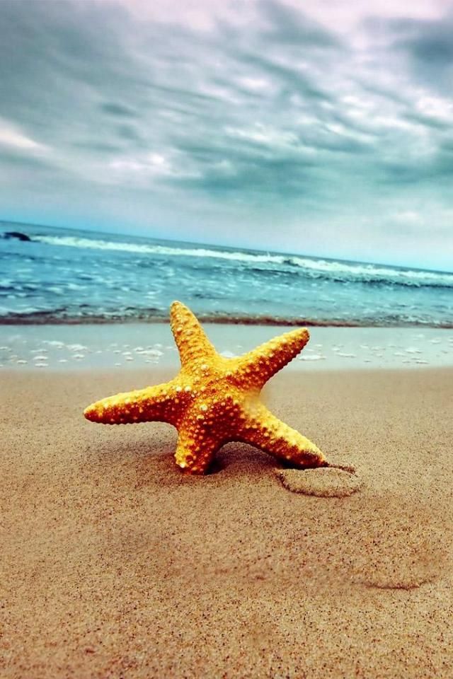 Starfish