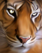 Tigers Eyes