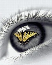 Butterfly Eye