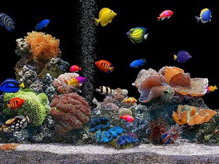 Aquarium