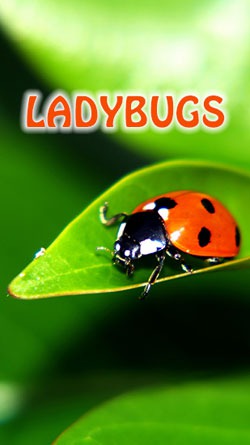 Ladybugs