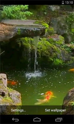 Pond With Koi