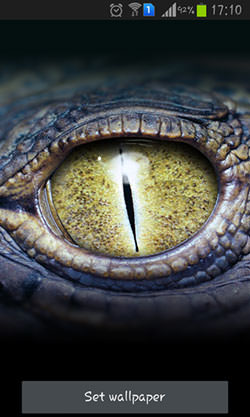 Crocodile Eyes