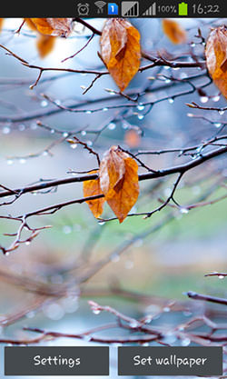 Autumn Raindrops