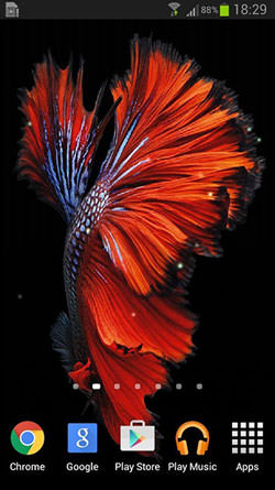 Betta Fish