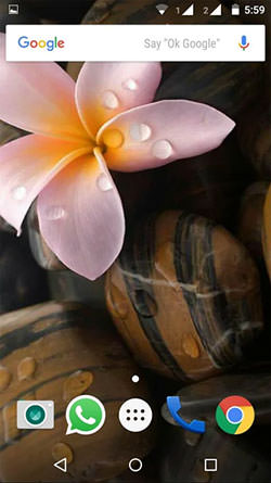 Plumeria