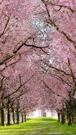 Spring Sakura Trees