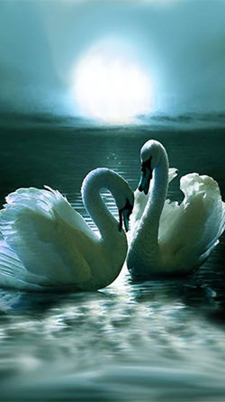 Swans