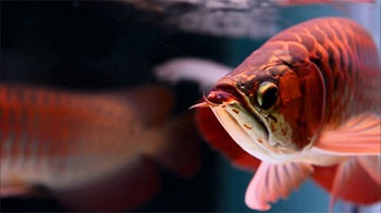 Lovely Arowana