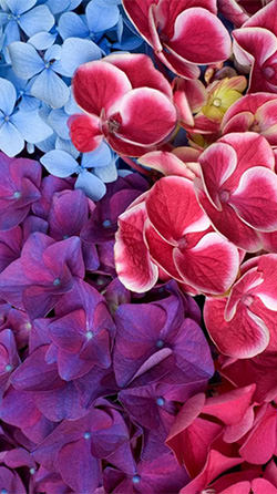 Garden Flowers