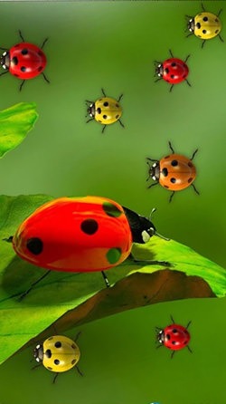 Ladybugs