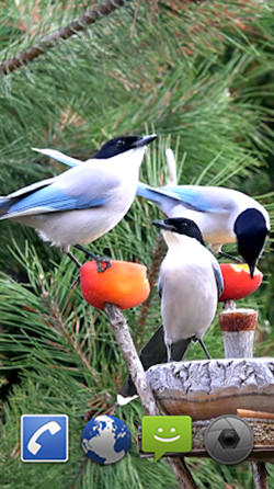 Garden Birds