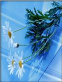 Flowers  Mobile Phone Wallpaper