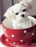 Cup Of Puppy QMobile M400 Wallpaper