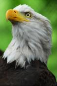 Eagle  Mobile Phone Wallpaper