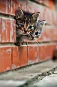 Curious Kittens HTC Hero Wallpaper