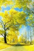 Nature Acer beTouch T500 Wallpaper