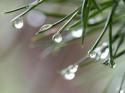 Pine Drops  Mobile Phone Wallpaper