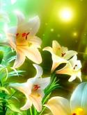 White Lilies Nokia N90 Wallpaper