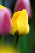 Yellow Pink Tulips Celkon C7050 Wallpaper