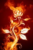 Fire Flower  Mobile Phone Wallpaper